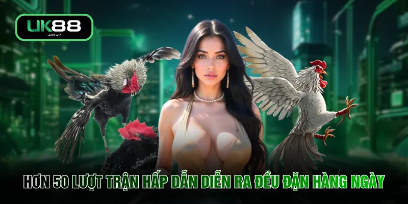 Đá Gà UK88 4 Hơn 50 lượt trận hấp dẫn diễn ra đều đặn hàng ngày