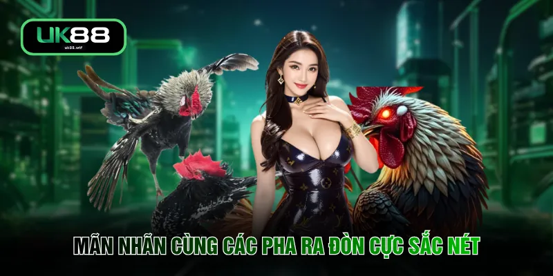 Đá Gà UK88 1 Mãn nhãn cùng các pha ra đòn cực sắc nét
