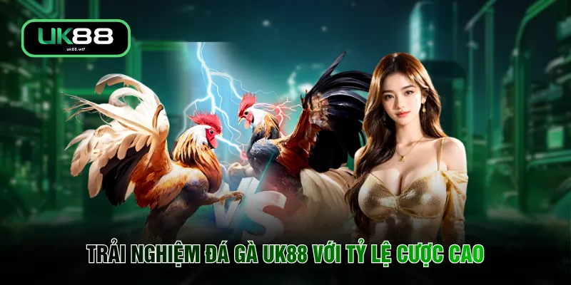 Đá Gà UK88 5 Trải nghiệm đá gà UK88 với tỷ lệ cược cao